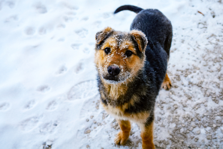 Small cute dog with the snowy muzzle looking at the cameraの写真素材