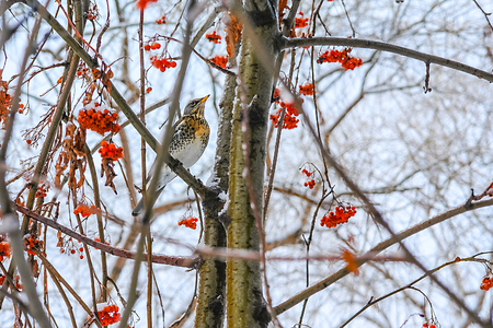 The Fieldfare thrush sitting on a Rowan tree in a frosty dayの写真素材