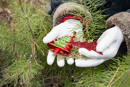 Hands in white gloves holding Christmas decorations on the background of fir branchesの写真素材