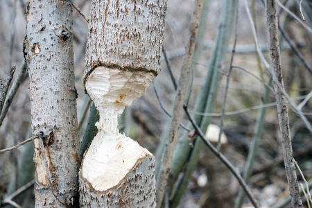 The tree that the beavers gnawed in a small aspenwoodの写真素材