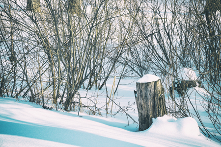 Two stumps in the woods with a cap of snowの写真素材