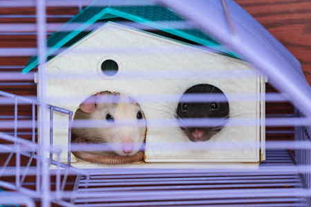 Domestic rats in a cage. Rats are sitting in the house sticking out their faces. Soft focusの写真素材