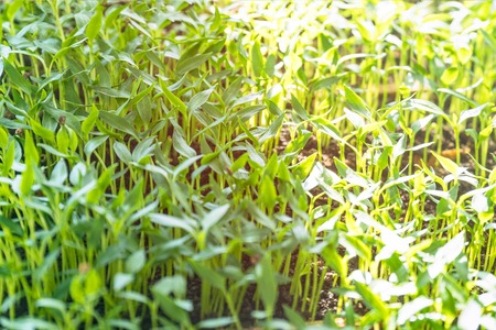 Young green seedling sprouts, and seedlings in the sunlight. Selective focusの写真素材