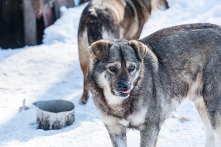 Portrait of a stray dog of gray mongrel.の写真素材