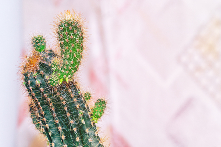 Cactus with small shoots on a light backgroundの写真素材