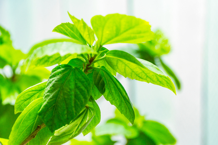 Green hibiscus leaves close up on natural background. Selective focusの写真素材