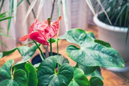 Red flower anthurium on a natural background. Selective focusの写真素材