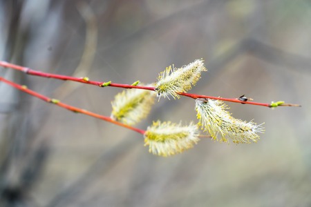 Pussy willow buds on a natural background. Selective focus
