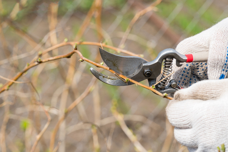 Pruning of raspberry branches in the garden with garden scissors, secateurs