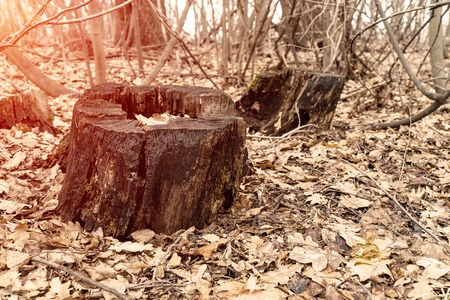 Old dry stump in a deserted autumn forest. Around the stump dry autumn leavesの写真素材