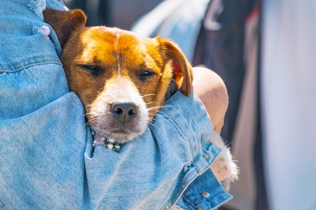 Portrait of a dog in the hands of the owner. Dog sleeping on handsの写真素材
