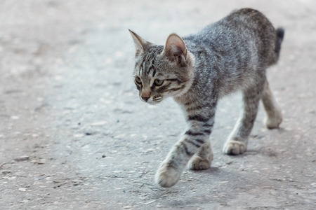 A young gray cat walks along the asphalt. Selective focusの写真素材