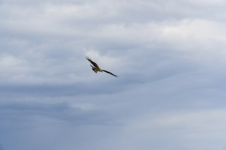 Bird of prey flying against the cloudy sky