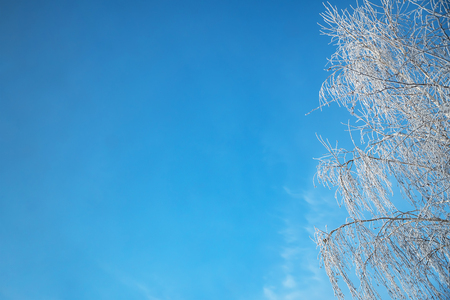 A beautiful hoarfrost on the branches of a tree against a blue skyの写真素材