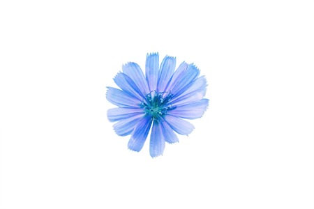Blue flower isolated on white. Flower of wild chicory endive . Cichorium intybusの写真素材