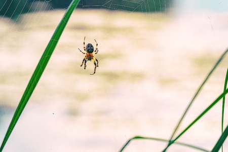 Garden spider with cross on back on webの写真素材