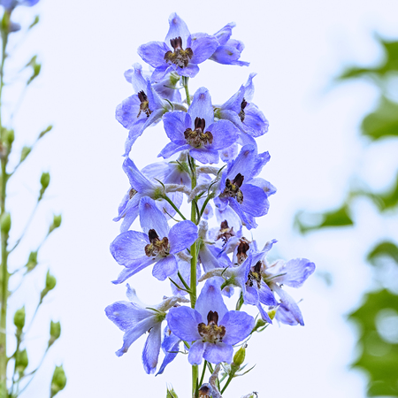Blue flower is the delphinium on white backgroundの写真素材