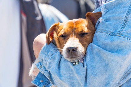 Portrait of a dog in the hands of the owner. Dog sleeping on handsの写真素材