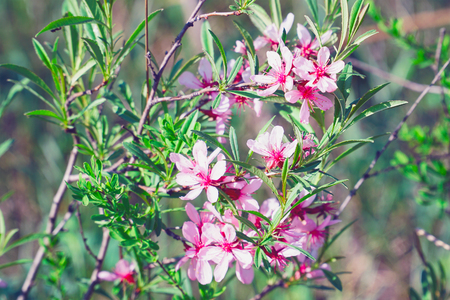 Spring pink flower of barberry on natural backgroundの写真素材
