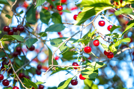Cherry berries on the branches in the gardenの写真素材