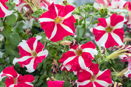 Red and white flowers of Petunia in the garden. Petunia hybridaの写真素材