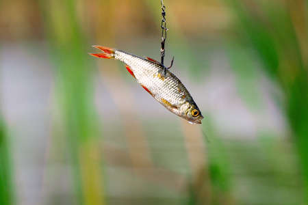 Live bait for pike fishing on a triple hook