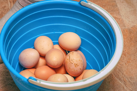 Real chicken eggs in a blue bucketの写真素材