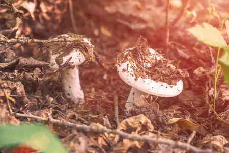 Two small white mushrooms in old fallen leaves in sunlightの写真素材