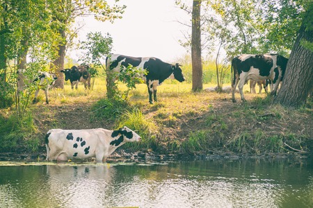 Cows stand in the water on a hot day escaping from the heatの写真素材