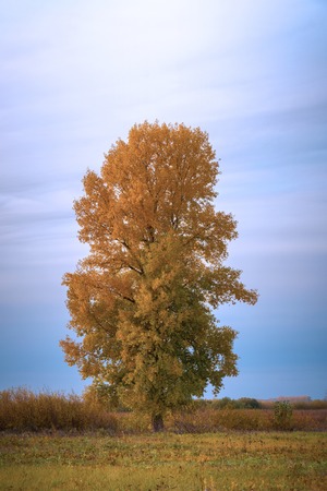 Old tall poplar with yellow leaves on autumn meadow. Populus nigraの写真素材