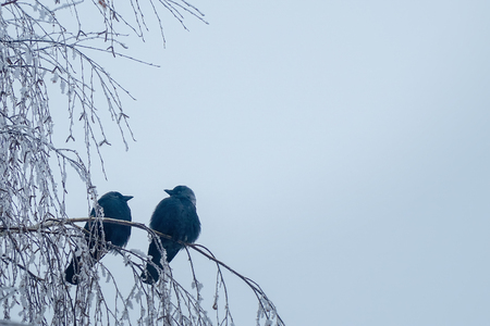 Jackdaw sitting on the branch of a birch on a background of blue skyの写真素材