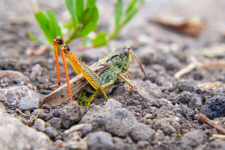 Locusts on the ground. Macro, close-up. Locust invasion. Selective focusの写真素材