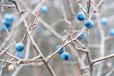 Wild thorns on bare branches in late autumn. Prunus spinosa. Soft focus. Selective focusの写真素材