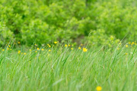 Yellow flowers buttercups on a green meadow. Selective focusの写真素材