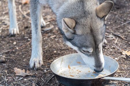 The dog licks an empty bowl. West Siberian Laikaの写真素材