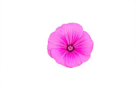Delicate pink flower isolated on white background. Lavatera malvaceae, or annual, rose, royal or regal Mallowの写真素材