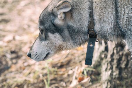 Portrait of a dog breed West Siberian Laikaの写真素材