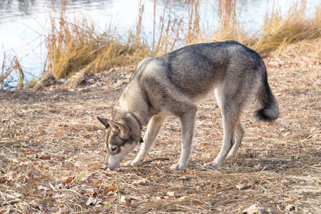 Portrait of a dog breed West Siberian Laika by the lake
