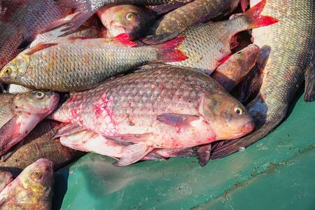 Many river fish. Freshwater fish - Carp, roach, Rudd, pike , bream, etcの写真素材