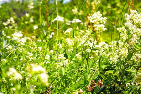 White meadow flower yarrow on natural background. Selective focusの写真素材