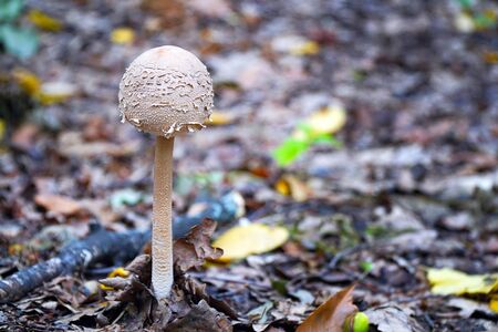 Poisonous inedible mushroom growing in the forest.の写真素材
