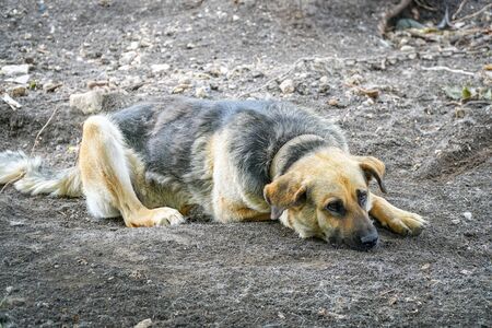 The dog with the collar with sad eyes lying on the groundの写真素材