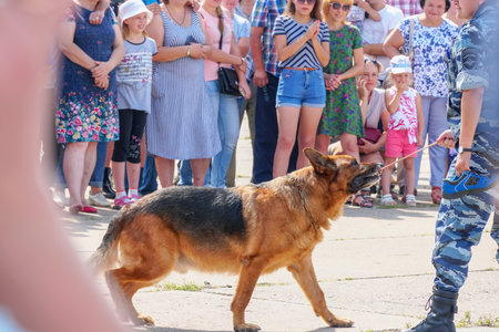 Samara, Russia - August 17, 2019: A police shepherd dog performs in front of people at a dog showのeditorial素材