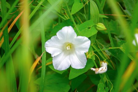 Beautiful white wild flower weed. Wild bindweed-Calystegia sepium or Convolvulus arvensis. Selective...
