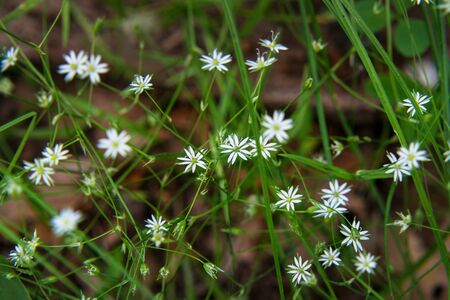 Small wild beautiful white flowers. Spring flowers-Stellaria holostea. Selective focusの写真素材