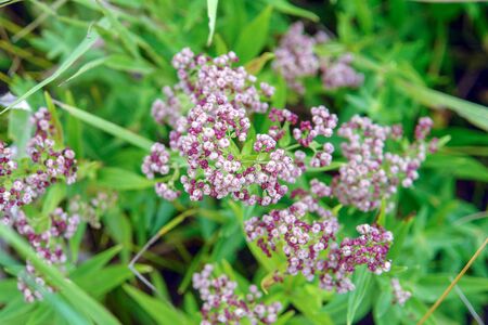 Meadow flower yarrow on natural background. Selective focus