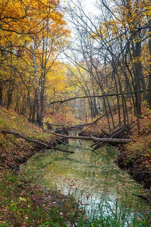 A small ravine in a quiet autumn forest, filled with water.の写真素材