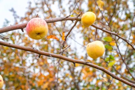 Ripe yellow apples on a branch in the autumn garden. Selective focusの写真素材