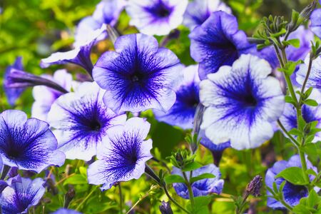 Purple Petunia flowers in the garden. Selective focus