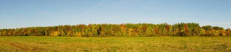 Panorama Autumn forest in front of a meadow against a blue sky. Autumn landscape
